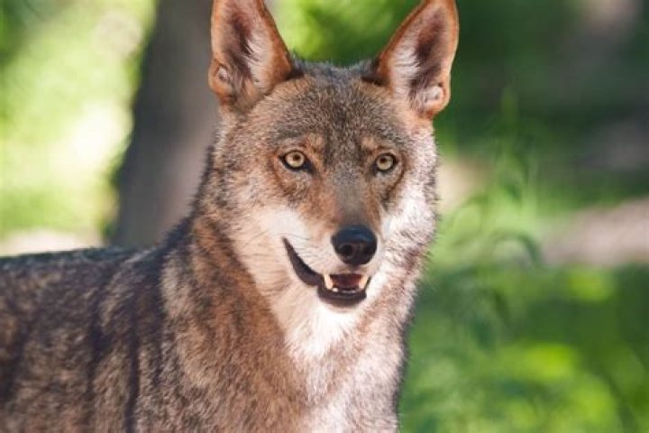 Is the red wolf extinct?