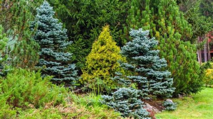 Is there a legal height restriction for conifers in the garden?