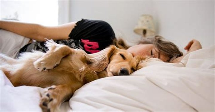 Should dogs sleep in bed with humans?