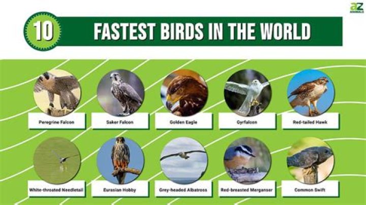 What's the fastest bird?
