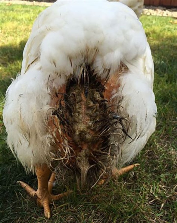 What age do chickens get Marek's?