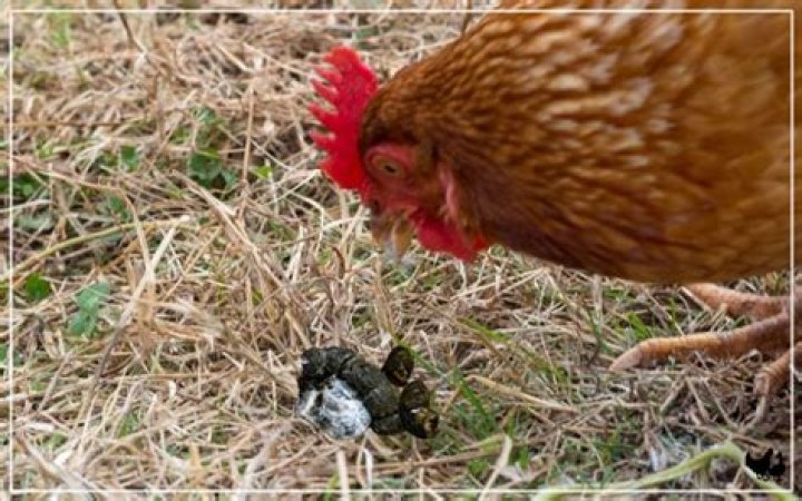 What animal eats their own poop?