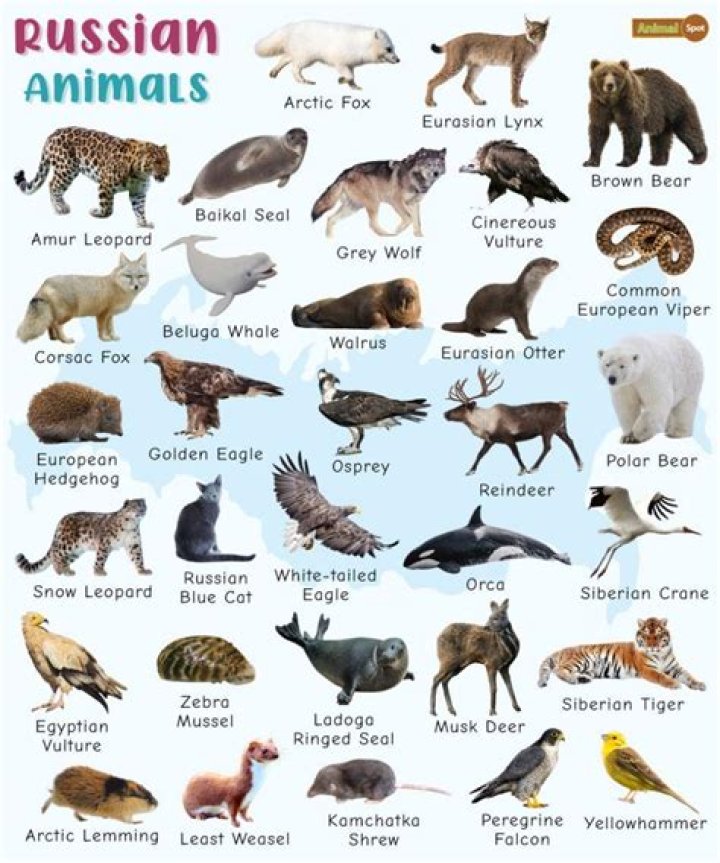 What animals are the red noses 2022?