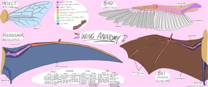 What are bat wings on a woman?