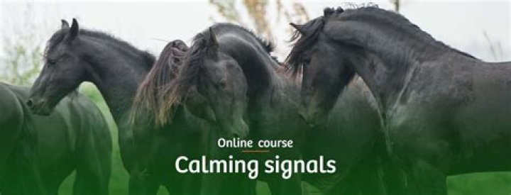 What are horse calming signals?