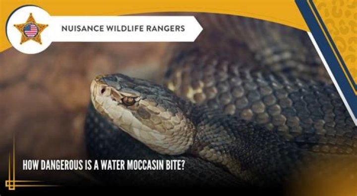 What are the chances of dying from a water moccasin bite?