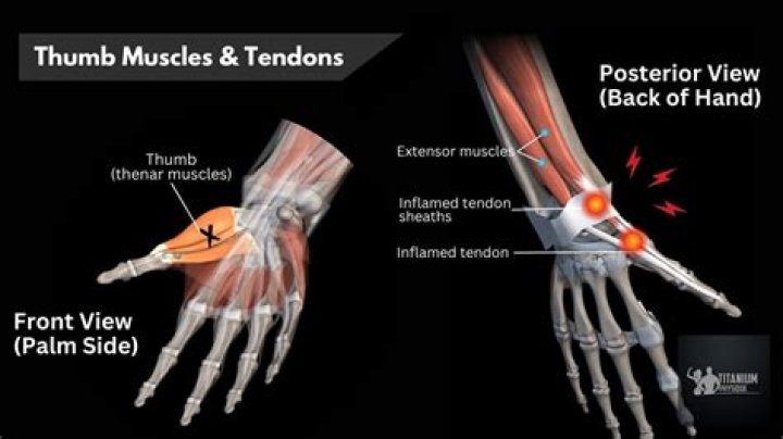 What bone runs from your thumb to your elbow?