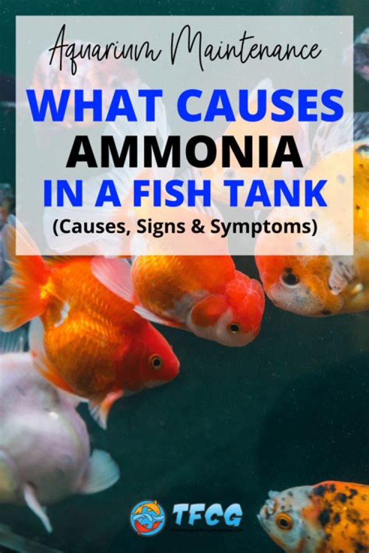 What causes high ammonia levels in fish tank?