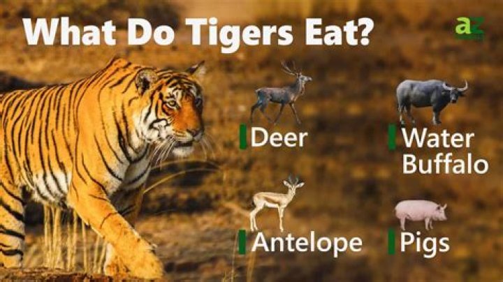 What do tiger not like?