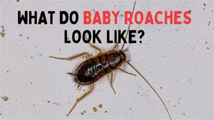 What do you do if you find baby roaches?