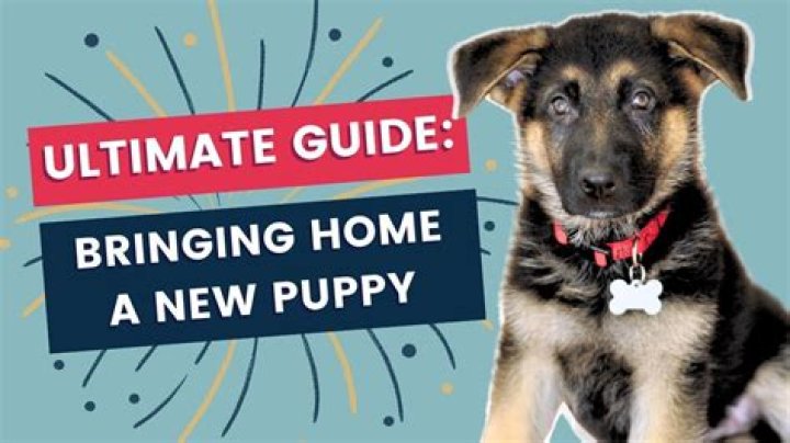 What do you do when you first bring a puppy home?