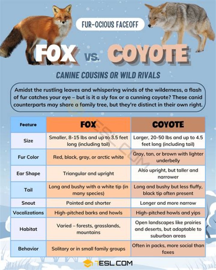 What do you do with a baby coyote?