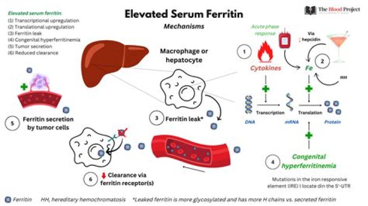 What does an extremely high ferritin level mean?