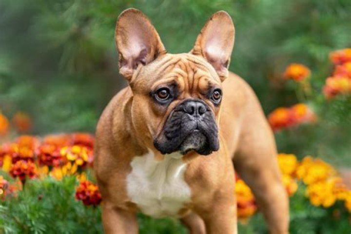 What does the French dog say in Bluey?