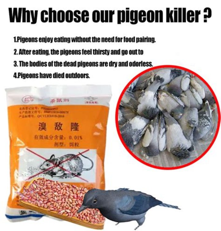 What food kills pigeons?