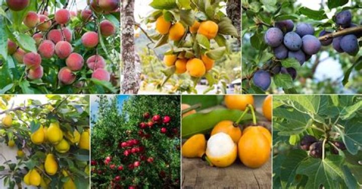 What fruit grows naturally in England?