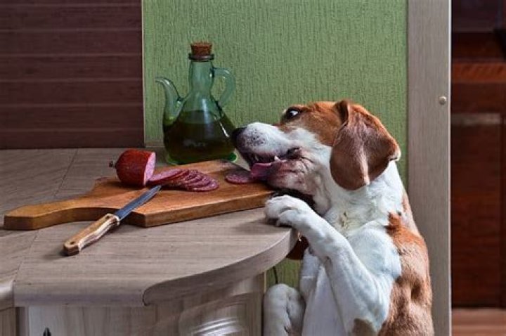 What happens if a dog eats a bologna ring?