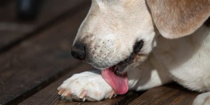 What happens if a dog licks sunscreen?