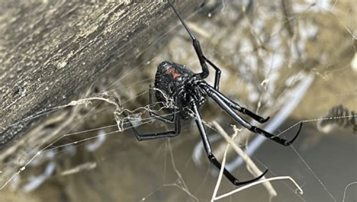 What happens if you get bit by a huntsman spider?