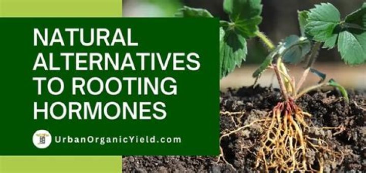 What is an alternative to rooting hormone?