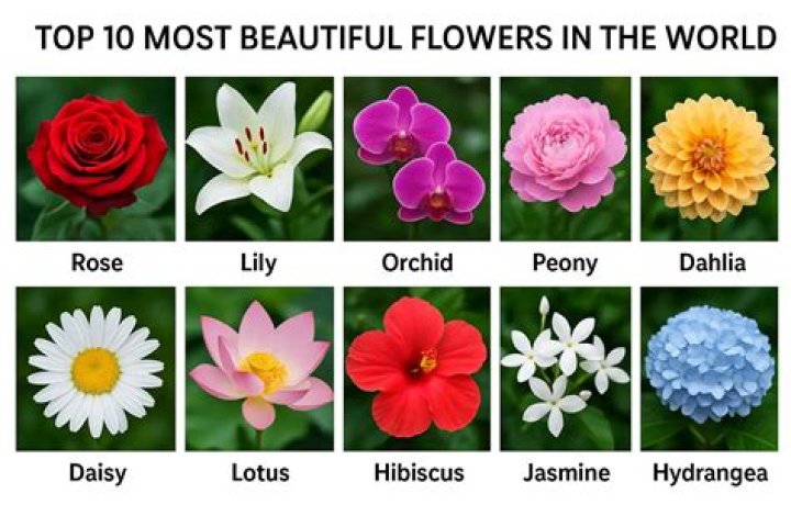 What is the best flower app?