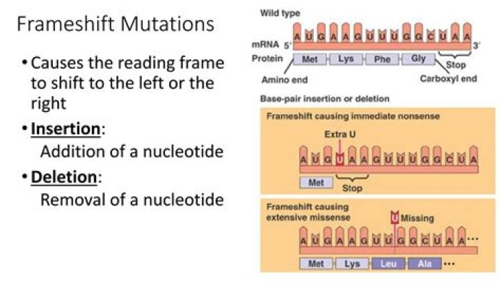 What is the difference between frameshift mutation and point mutation?