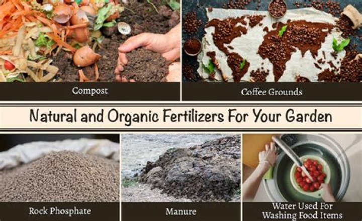 What is the disadvantage of organic fertilizer?
