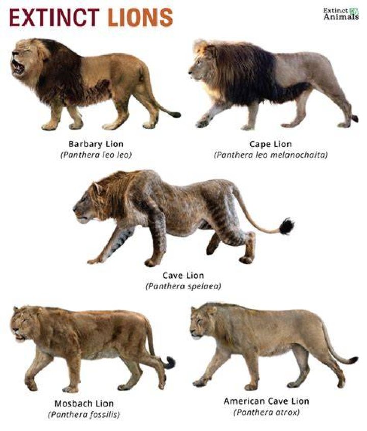 What is the rarest lion?