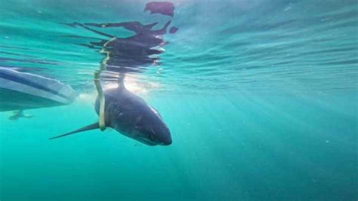 What month are sharks most active in Florida?