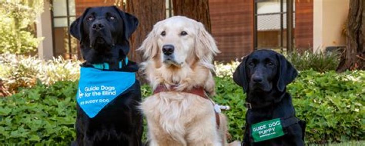 What percentage of guide dogs Fail?