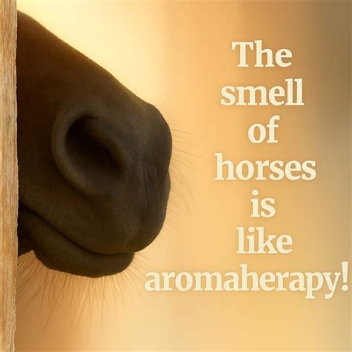 What smell calms horses?