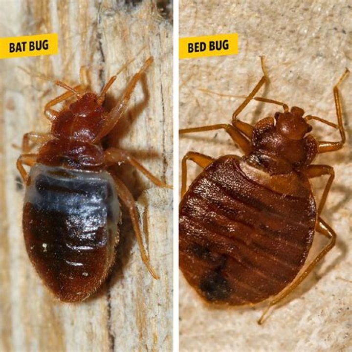 What time of day do bed bugs bite?