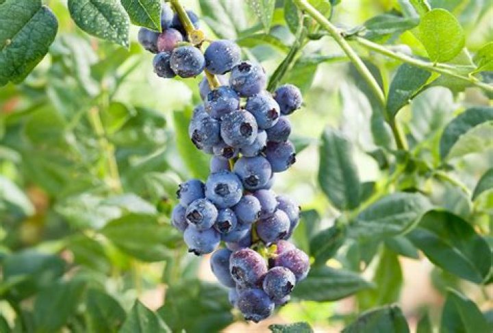 What time of year do you fertilize blueberries?