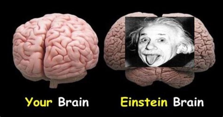 What was Einstein's brain size?