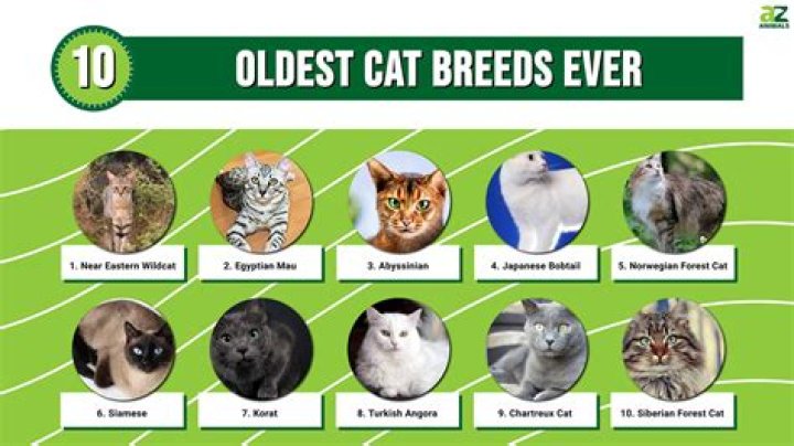 What was the first cat?