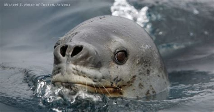 What was the seal that Haku stole?