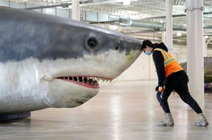 Whats the biggest shark ever found?