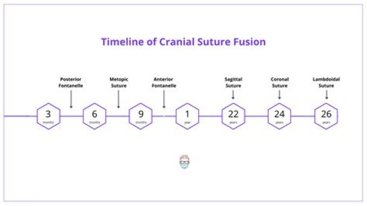 When do sutures fuse?