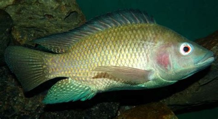Where does the fish tilapia come from?