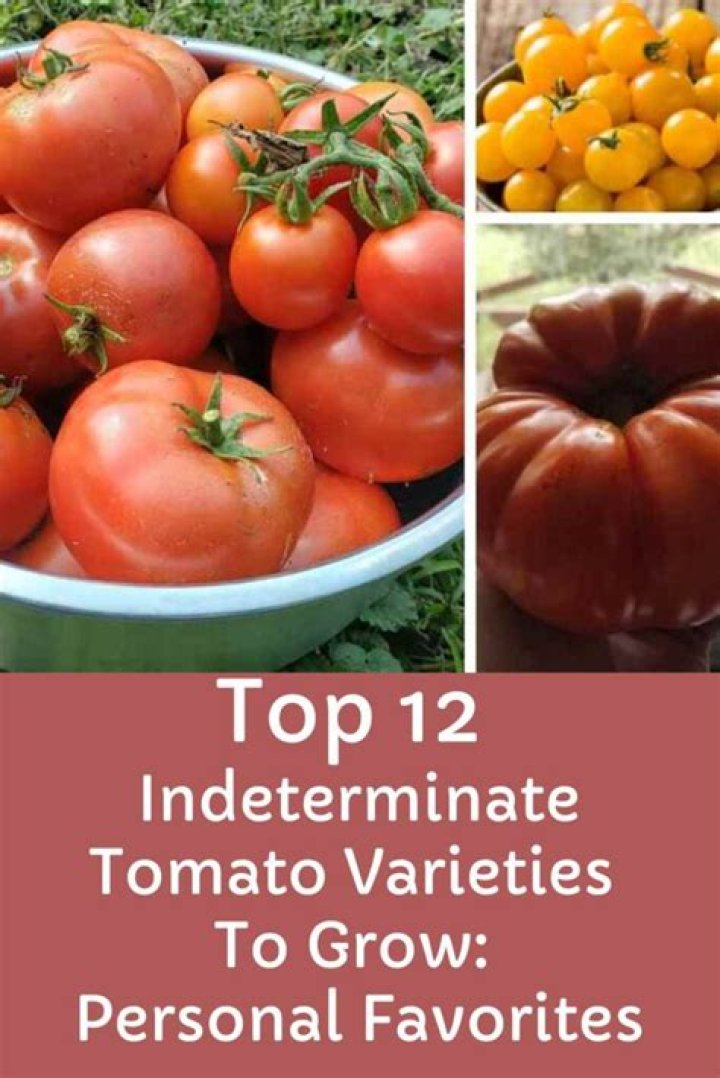 Which heirloom tomatoes are indeterminate?