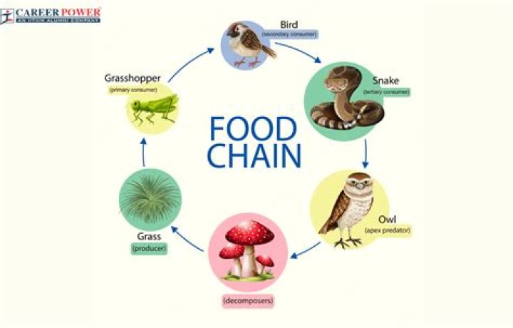 Which organism in the food web will contain the highest concentration of chemical pollutants?