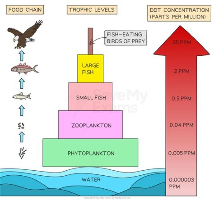 Which trophic level has maximum number of organisms why B in which trophic level chemicals like DDT are accumulated in highest concentration?