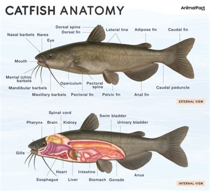 Why do catfish have red meat?