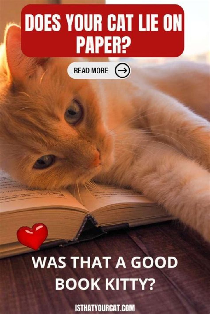 Why do cats lie on paper?