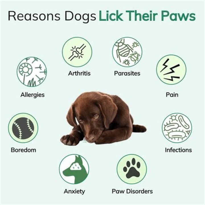 Why do dogs bite then lick you?
