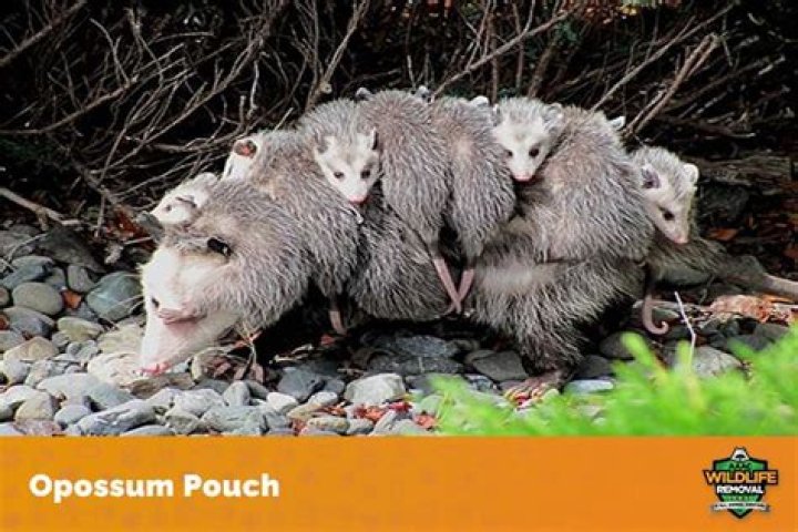 Why do opossums have 13 nipples?