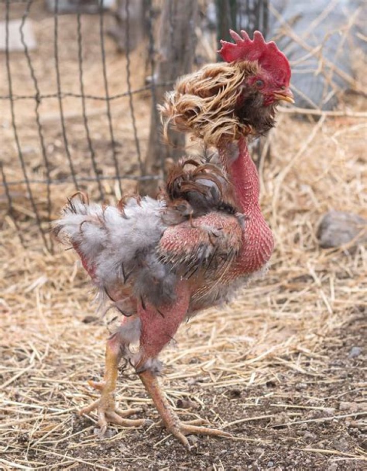 Why do roosters bite hens neck?