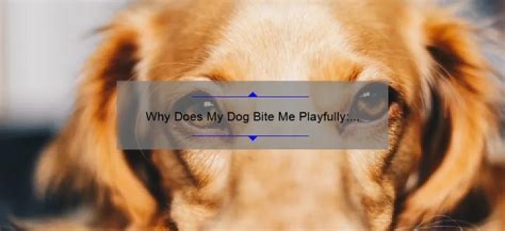 Why does my dog fake bite me?