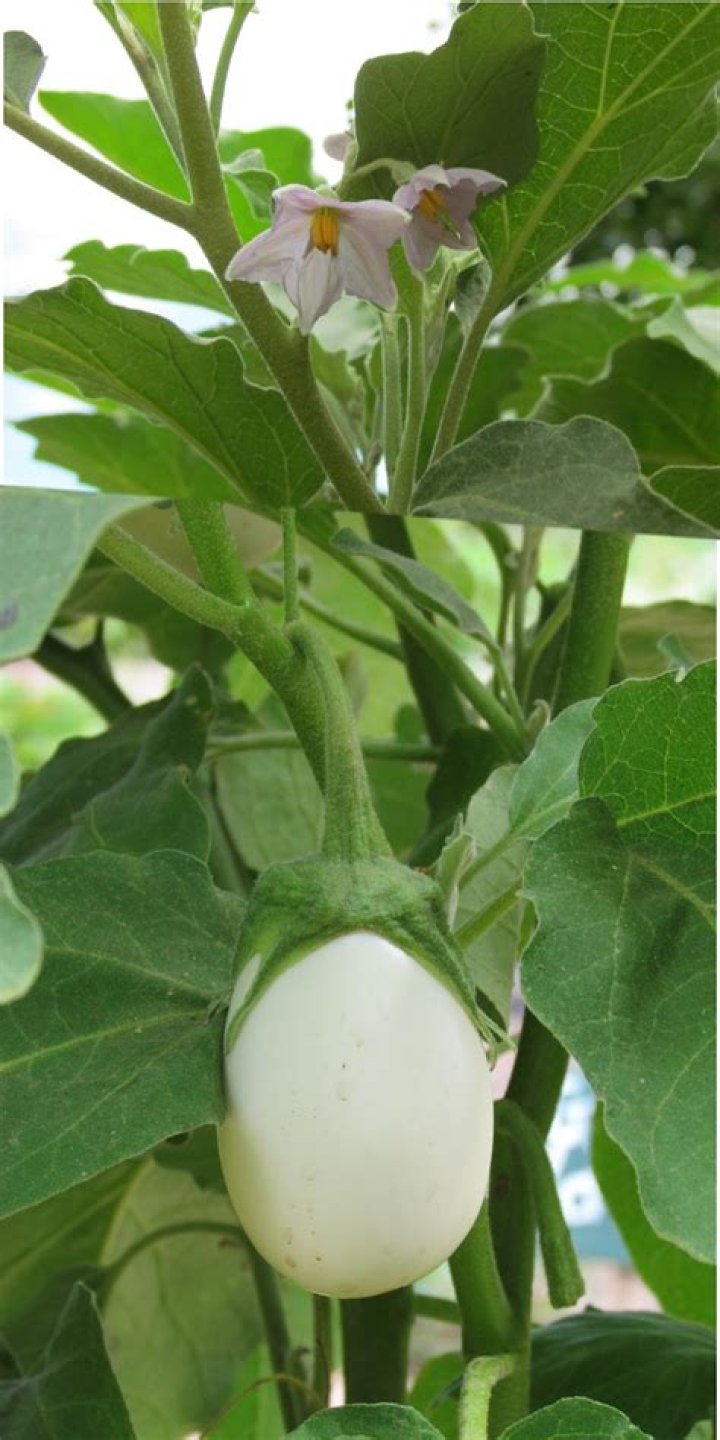 Why is it called egg plant?