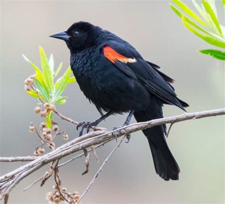 Will chili powder hurt birds?